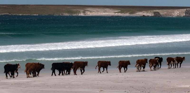 Cow-bay-cattle
