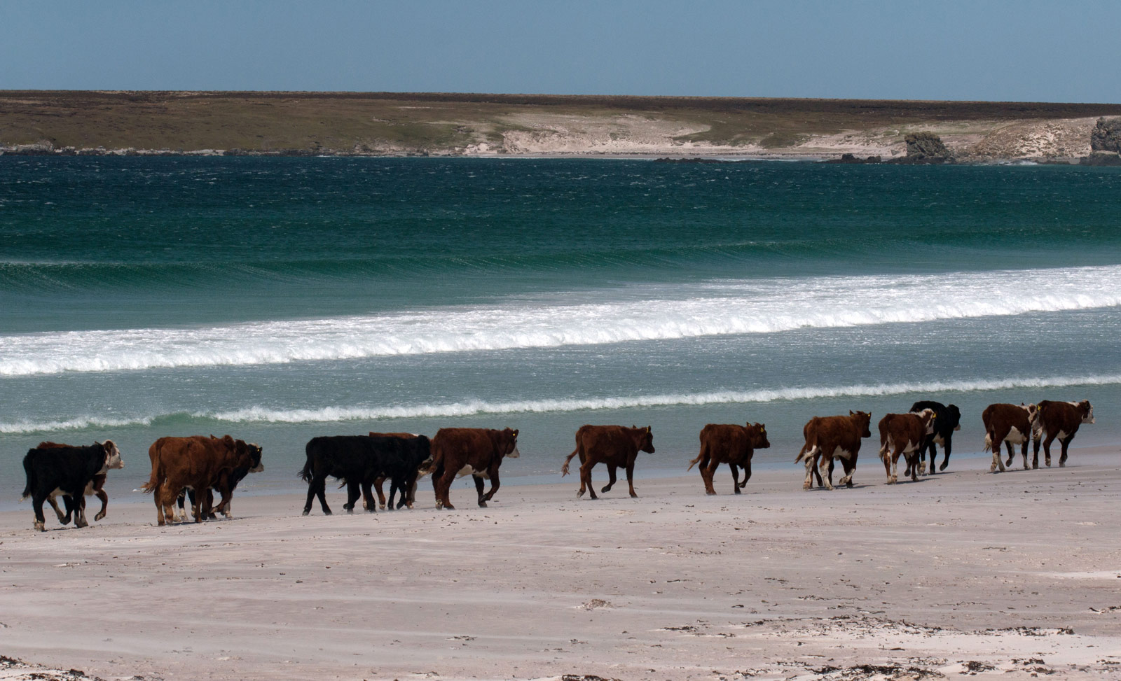 Cow-bay-cattle