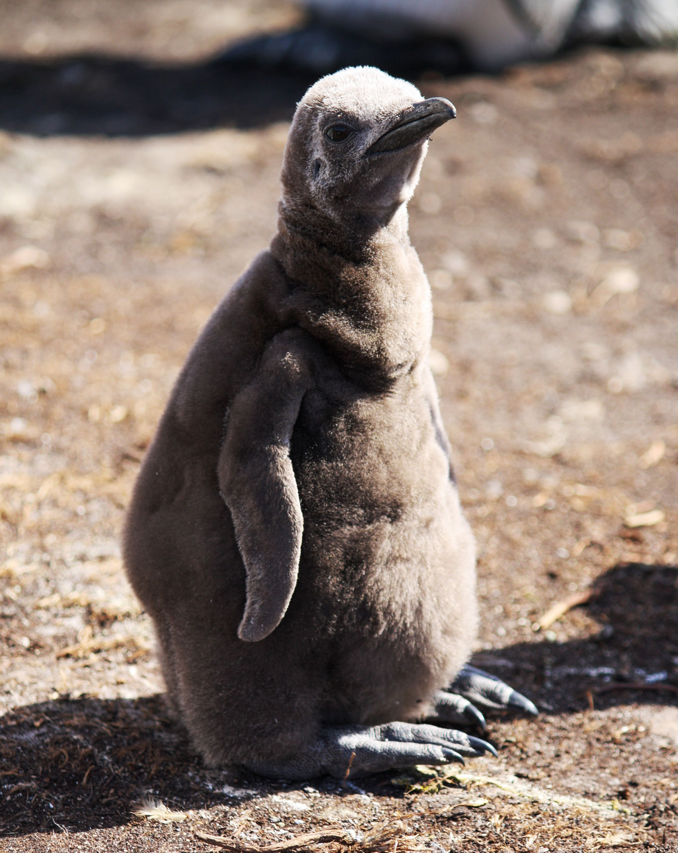 Lagoon-penguin-chick
