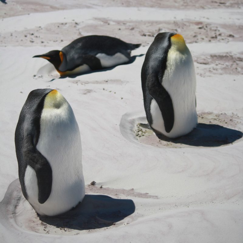 Cow-Bay-penguins