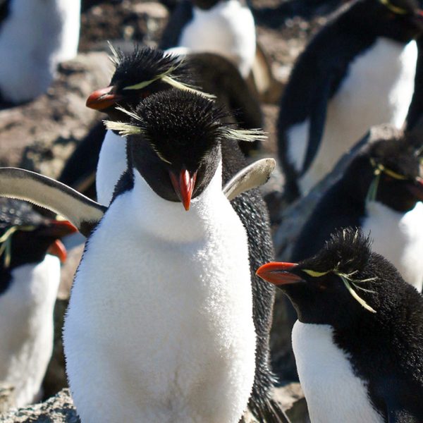 Diamond-Cove---Rockhopper-2