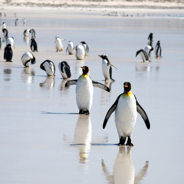 VP-penguins-1